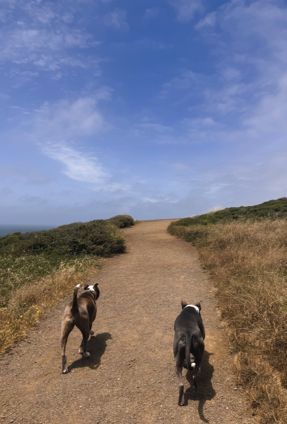 Two dogs on a coastal trail