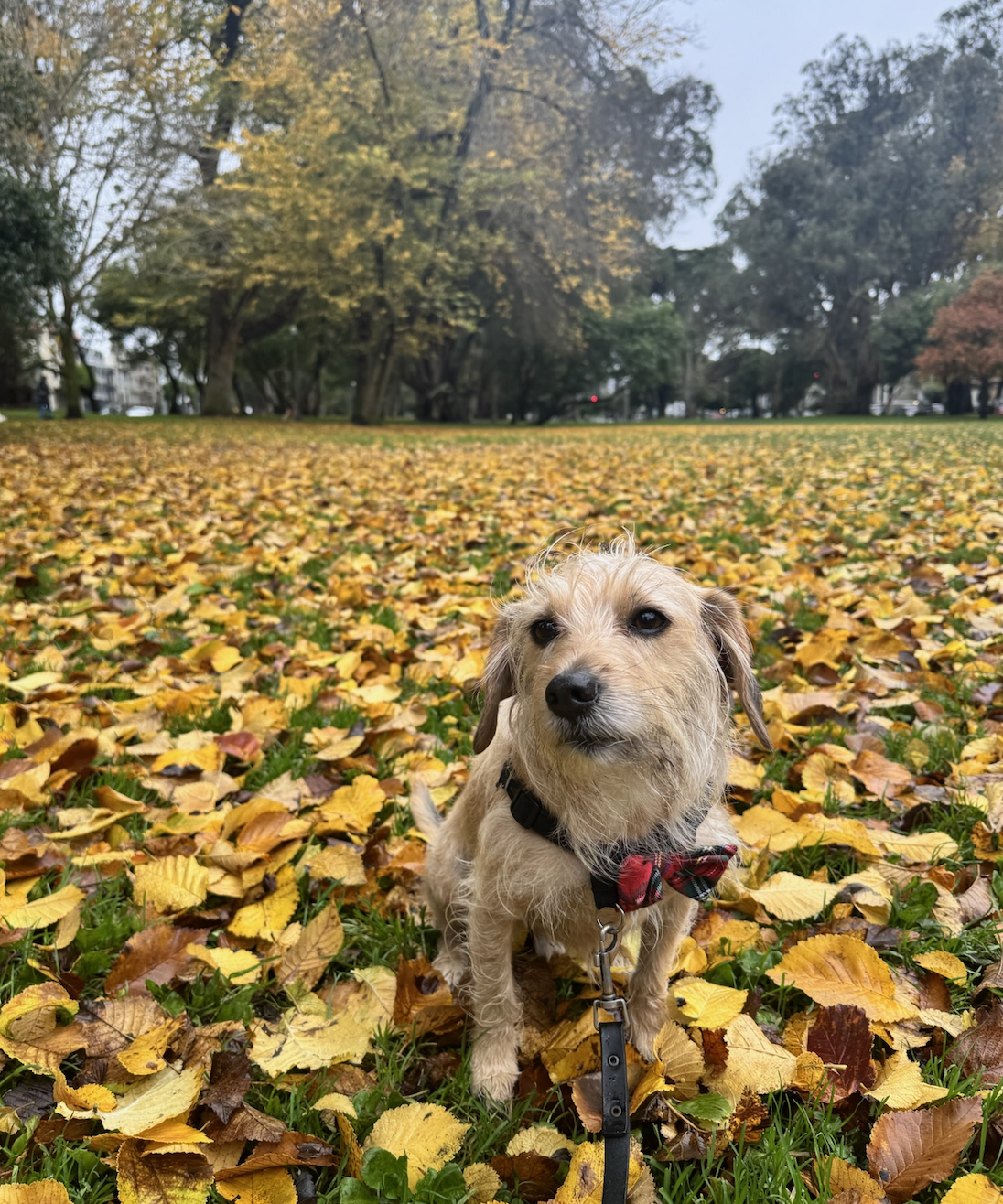 A dog in autumn leaves