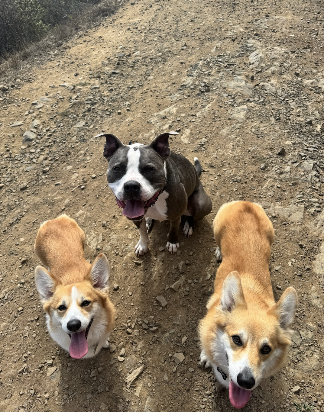 Hop and corgis on a trail