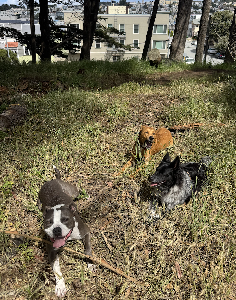 Dogs on a San Francisco hill