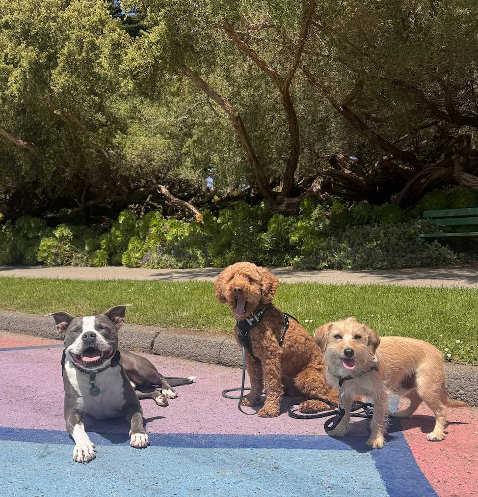 Three dogs on a walk in San Francisco